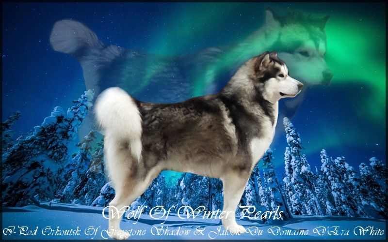 Milka the sweet (wolf) Of Winter Pearls
